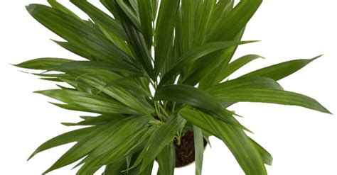 Buy Online Areca Palm Natural Live Plant Plantsouk