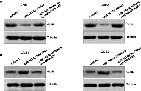 Frontiers Lncrna Oip5 As1 Knockdown Targets Mir 183 5p Glul Axis And