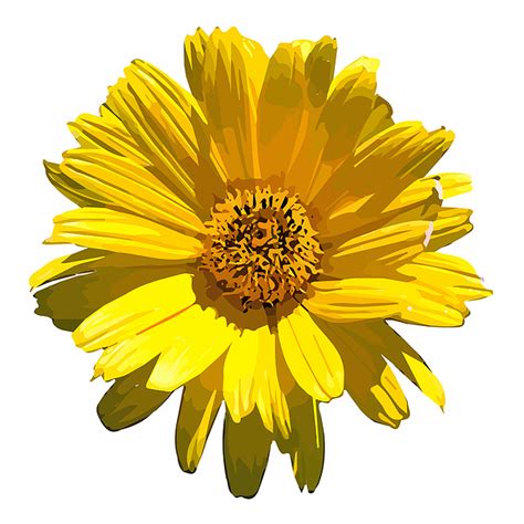 Flor Amarillo Jardín Gráficos vectoriales gratis en Pixabay Pixabay