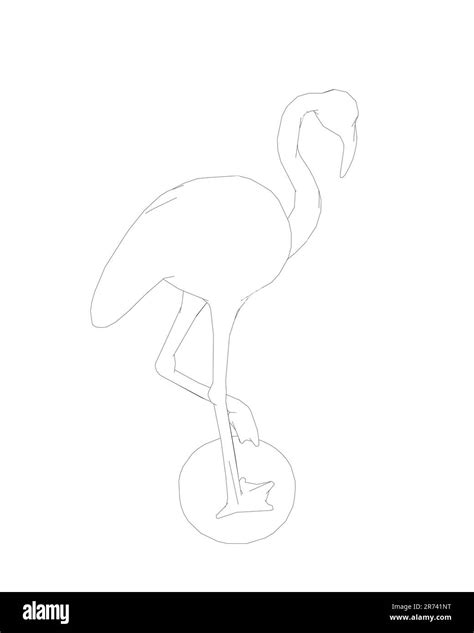 Outline Flamingo Vector Illustration Isolated On White Background