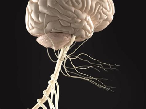 Modelo De Anatom A Del Cerebro Humano 2024