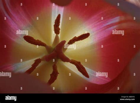 Pink Tulip Close Up Inside With Arms And Legs Stock Photo Alamy