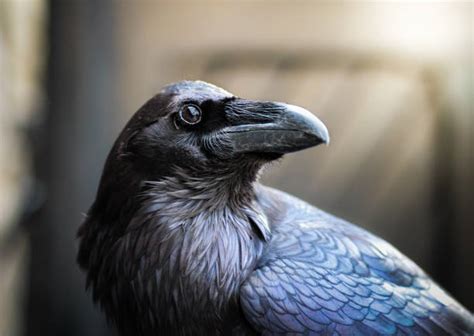 36 500+ Grand Corbeau Photos, taleaux et images libre de droits - iStock