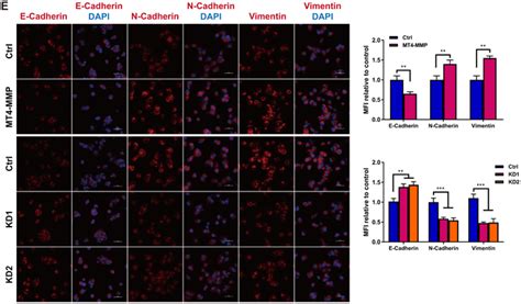 Hcc‐conditioned Tams Promote Oncogenic Behaviors Of Mhcc97h Cells In