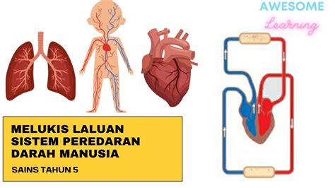 Melukis Laluan Sistem Peredaran Darah Manusia Sains Tahun 5 Youtube