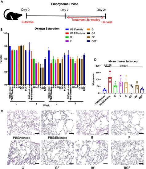 BGF Treatment Ameliorates The Emphysematous Lung Phenotype After