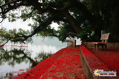 hoa loc vung  rung trai tham mat ho guom