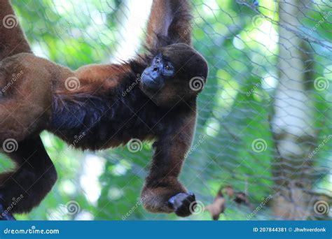 A Brown Woolly Monkey Lagothrix Lagotricha Hanging From At The Fence