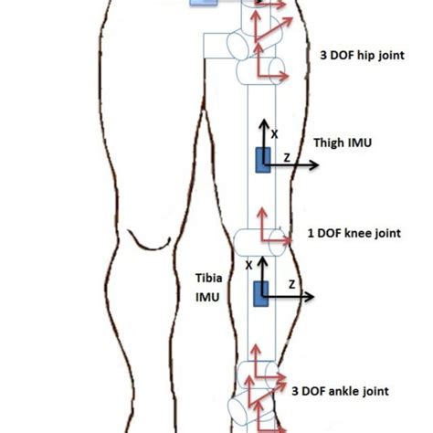 7 Dof Kinematic Model Of The Left Leg Including The 3 Dof Ankle Joint