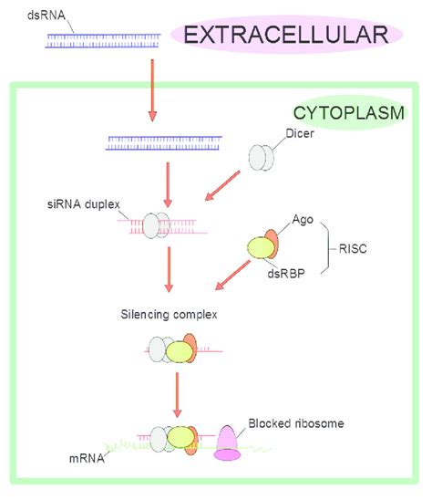 The General Aspects Of Sirna Pathways Of Rna Interference Adapted From