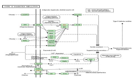 Integrated Pathway Showing Genes Involved In Type Ii Diabetes Mellitus Download Scientific