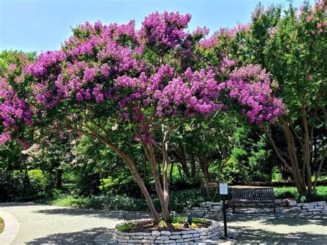 Crepe Myrtle Plant Care And Growing Basics Water Light Soil