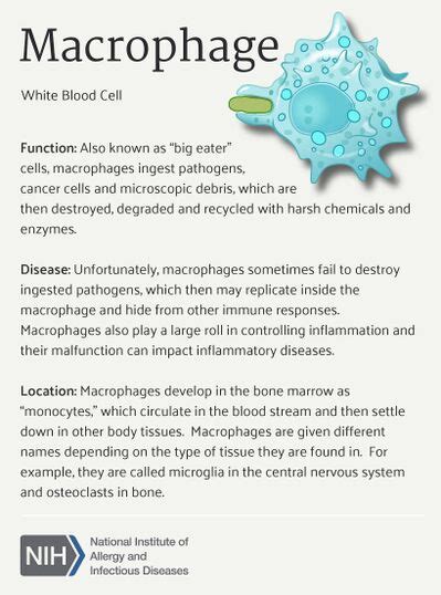 Macrophages - Physiopedia