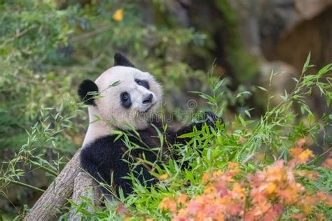 A Giant Panda Eating Bamboo Stock Image - Image of ailuropoda, funny: 273173753