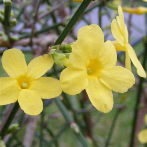 Jasmin D Hiver Jaune Vente Jasminum Nudiflorum