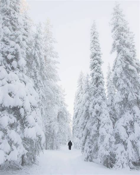 Snowy winter forest in Rovaniemi, Lapland, Finland. December 2016 ...