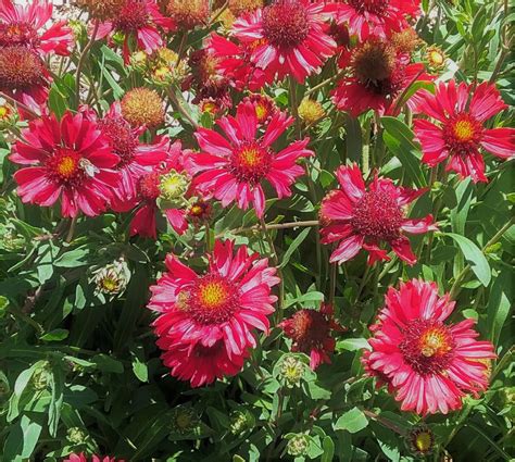 Gaillardia Red Flowering Form In 125mm Advanced Pot Trigg Plants