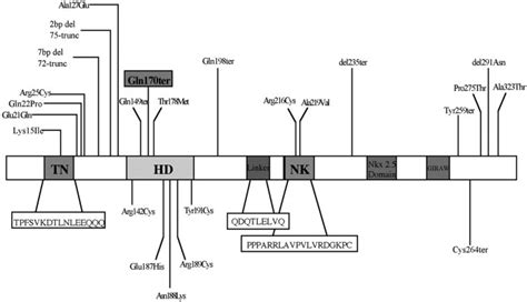 Schematic Diagram Of Nkx2 5 Detailing Known Human Mutations Protein