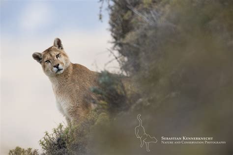 Pumas In Patagonia International Society For Endangered Cats Isec