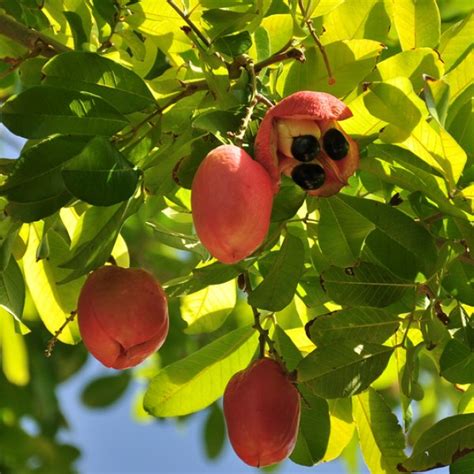 Ackee Blighia Sapida Candj Gardening Center