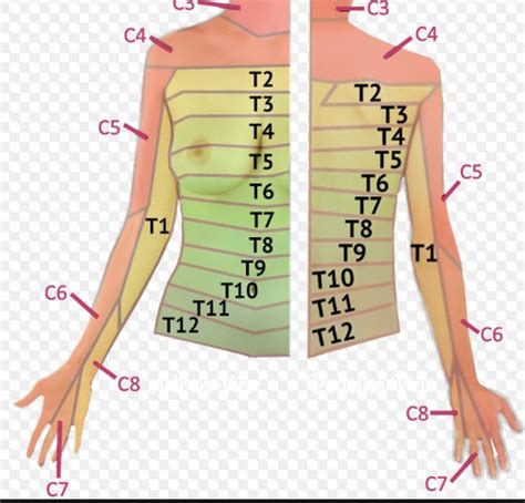 Dermatomes Of Upper Limb Flashcards Quizlet