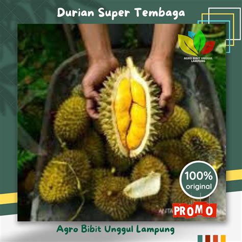 Jual Bibit Durian Super Tembaga Asli Super Genjah Okulasi Shopee