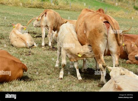 Hungry Calf Loves Mothers Milk Stock Photo Alamy
