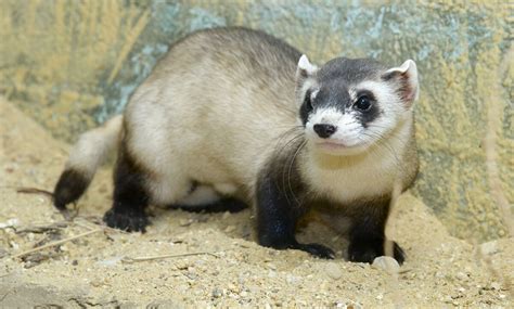 Black Footed Ferret Naturerules1 Wiki Fandom