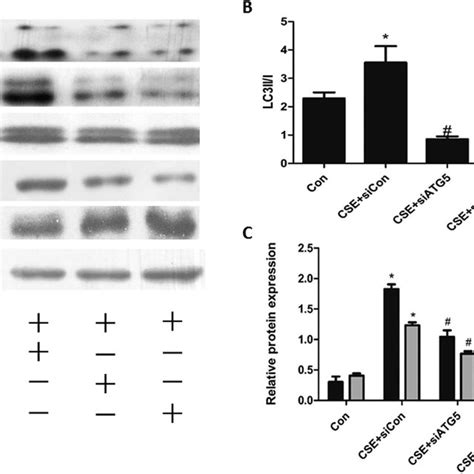 Blocking Autophagy Suppressed Cse Induced Erk And P38 Phosphorylation