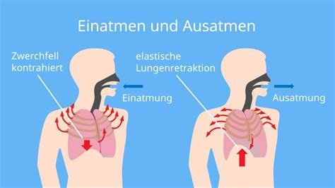 Gasaustausch Lunge einfach erklärt Ablauf mit Video