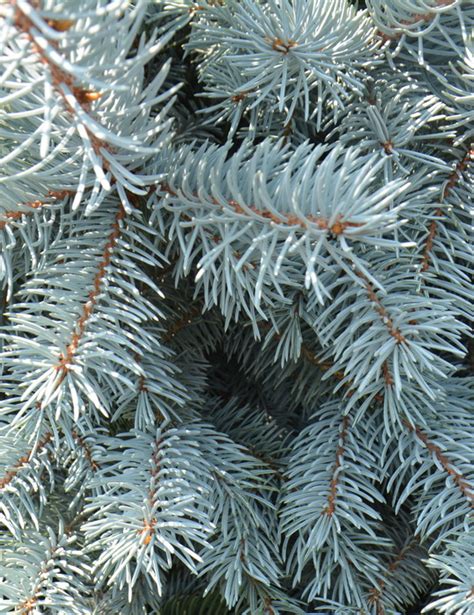 Ель колючая `Хупси` Picea Pungens `hoopsii`