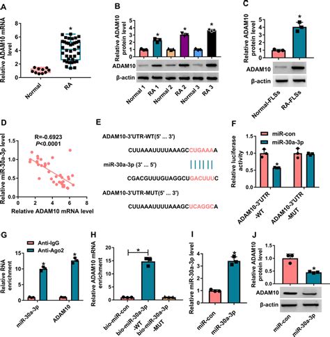 The Relationship Between Mir 30a 3p And Adam10 Was Validated A And