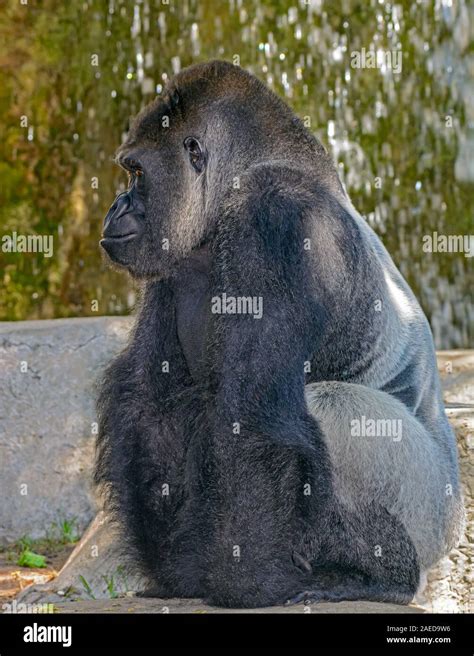 Male Silverback Western Lowland Gorilla Gorilla Gorilla Gorilla