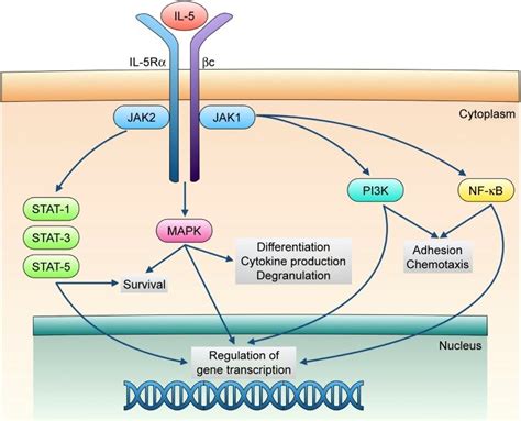 Signal Transduction Pathways Underlying The Biological Actions Exerted