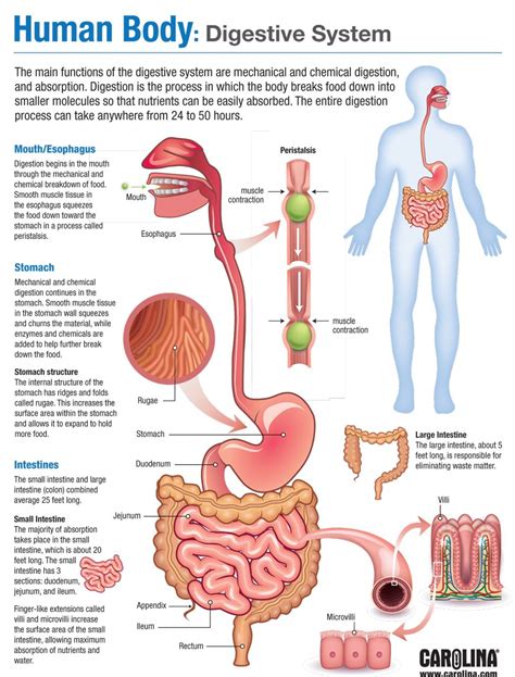 Human Body Digestive System K Plays Quizizz