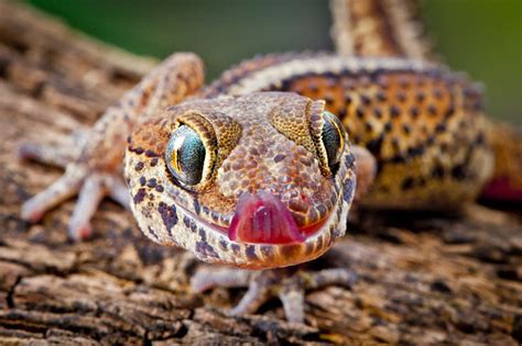 Madagascan Ground Gecko Iesphotography Ww Flickr