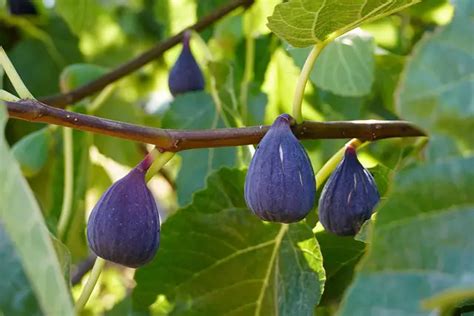 Picking Perfect Figs How To Tell When Figs Are Ripe The Fruit Grove