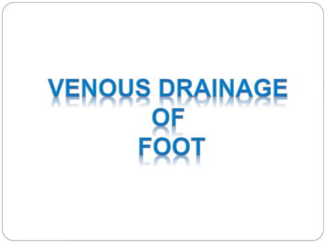 Venous Drainage Of Lower Limb Ppt