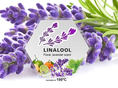 Qu Es El Linalool Y Cu Les Son Las Propiedades De Este Terpeno