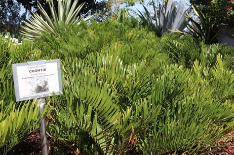 Gardening With Florida Native Plants Uf Ifas Extension Hillsborough