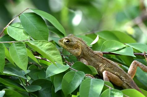 Brown Chameleon On The Star Fruit Tree Stock Photo Image Of Food