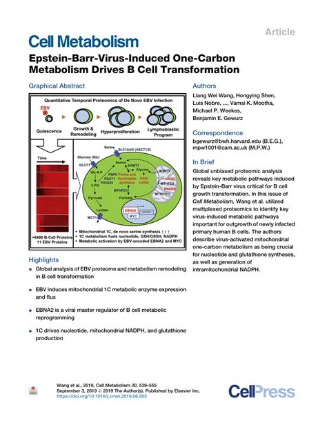 Pdf Epstein Barr Virus Induced One Carbon Metabolism Drives B Cell Transformation