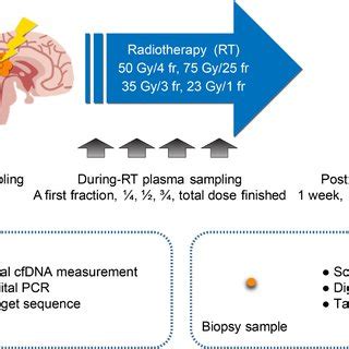 Schematic Representation Of The Experimental Strategy To Analyze Plasma