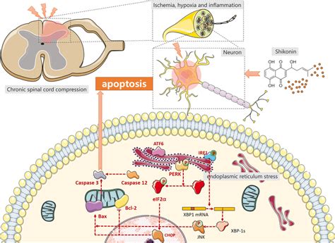 The Schematic Illustration Demonstrates That Shikonin Inhibits Neuronal