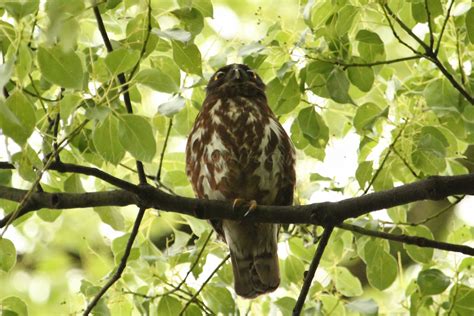 Northern Boobook Birds Of Singapore · Inaturalist