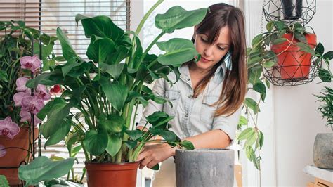 Comment Rempoter Facilement Et Rapidement Une Plante