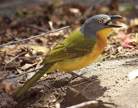 Photographs of African Bird Species