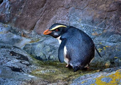 Visitors to Milford Sound with Southern Discoveries Encounter Nature Cruise are enjoying ‘up ...