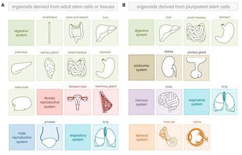 Organoid Culture Stem Cells All Infos LubioScience