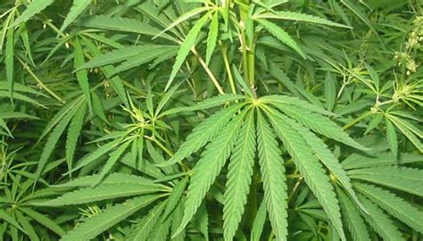 Science Minister Inaugurated Harvesting Of First Bhang Crop In Pakistan